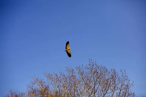 Ave,鸟,飞翔,翅膀,天空,我鸟飞翔,羽毛,张开翅膀 Ave,鸟,飞翔,翅膀,天空,我鸟飞翔,羽毛,张开翅膀