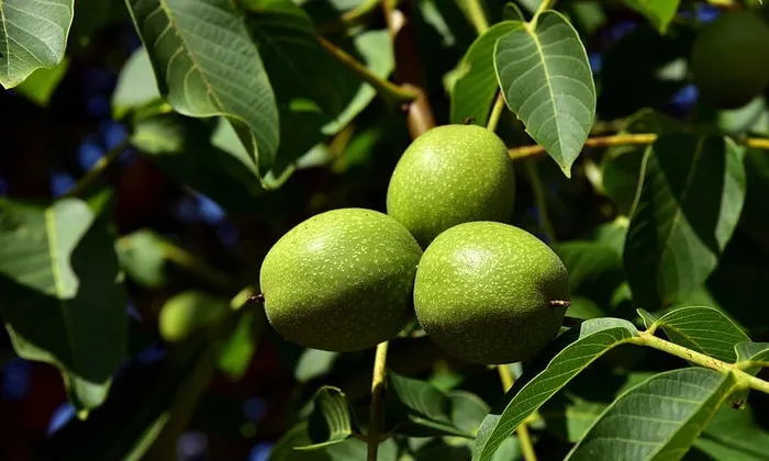核桃，核桃树，树，绿色，坚果，水果，新鲜，食品