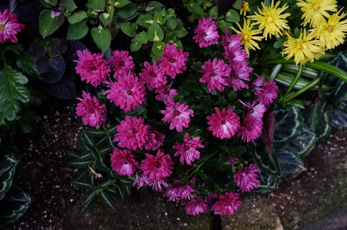 加拿大，多伦多，紫色，洋红，花卉，开花植物，花卉，植物
