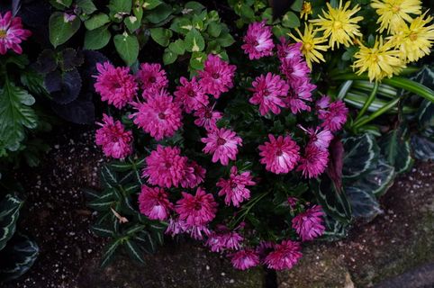 加拿大，多伦多，紫色，洋红，花卉，开花植物，花卉，植物