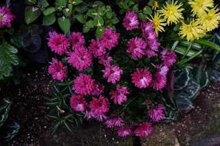 加拿大，多伦多，紫色，洋红，花卉，开花植物，花卉，植物