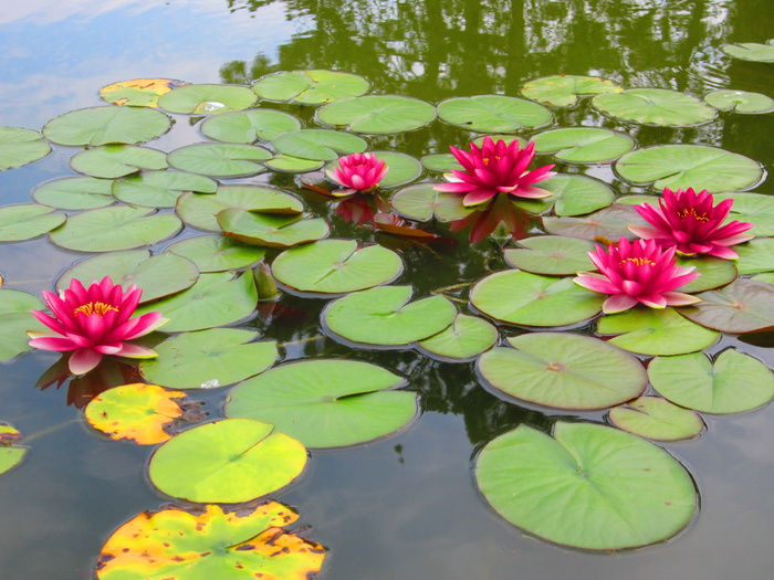 花，池塘，水，百合花，蔷薇，绿色，夏天，春天