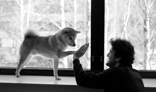 芬兰，埃斯波，小狗，狗，狗，友谊，体重，宠物