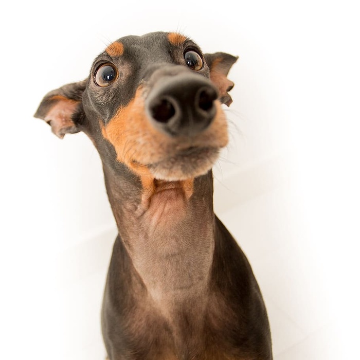 迷你杜宾犬Pinscher面部照片