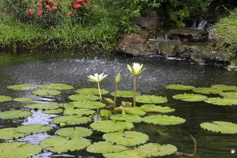 顺化,越南,敖,浇水,植物,顺化,越南,浇水的植物,百合 顺化,越南,敖,浇水,植物,顺化,越南,浇水的植物,百合