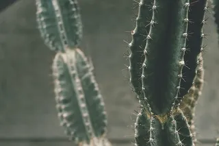 浅，焦点照片，绿色，仙人掌，植物，摄影，刺，特写