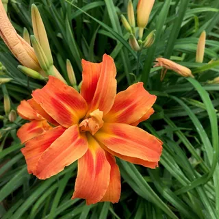 尼泊尔、加德满都、花园、红色、礼来、春天、绿色、花朵 尼泊尔、加德满都、花园、红色、礼来、春天、绿色、花朵