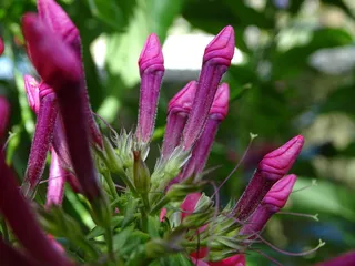 福禄考，火焰花，花园，多年生高福禄考，火焰花圆锥花序，观赏植物，福禄考圆锥花序，粉红色花