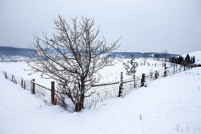 树枝，棕色，灌木，乡村，乡村，篱笆，田野，花园