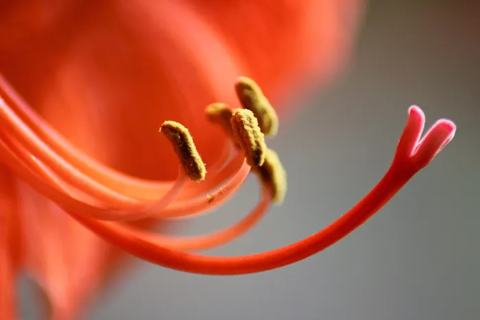 花粉、杵、植物群、花瓣、雄蕊、特写、新鲜度、植物