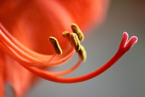 花粉、杵、植物群、花瓣、雄蕊、特写、新鲜度、植物