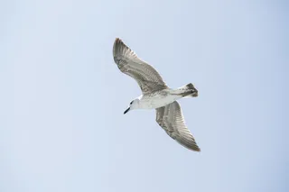 飞行白鸟的低角度摄影