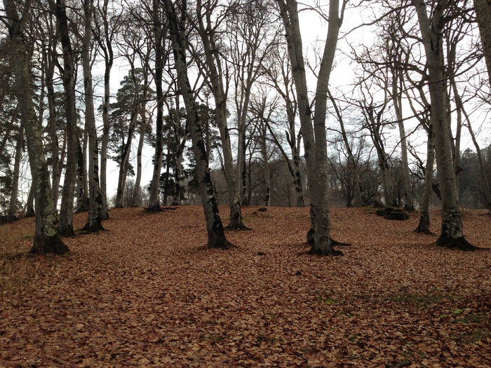 乔治亚州bakuriani，旅游，公园，borjomi，pine，外高加索，自然