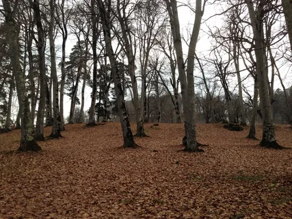 乔治亚州bakuriani,旅游,公园,borjomi,pine,外高加索,自然 乔治亚州bakuriani,旅游,公园,borjomi,pine,外高加索,自然