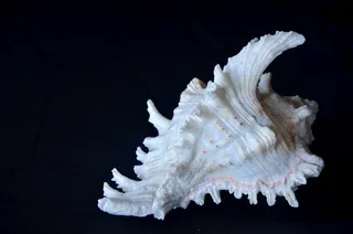 黑色背景, 野生动物, 海, 动物, 水下, 动物主题, 没有人, 水