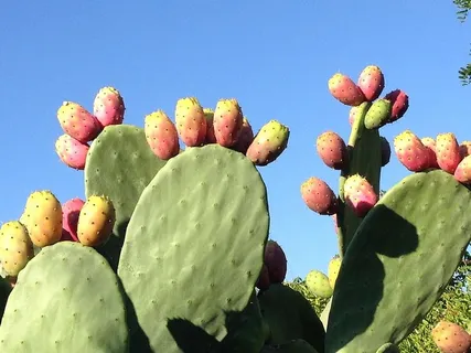 绿色仙人掌照片,花梨,水果,印度仙人掌,仙人掌,自然,仙人掌,植物 绿色仙人掌照片,花梨,水果,印度仙人掌,仙人掌,自然,仙人掌,植物