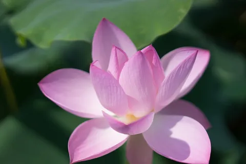 荷花, 丽园, 无锡, 花, 开花植物, 植物, 花瓣, 漏洞 荷花, 丽园, 无锡, 花, 开花植物, 植物, 花瓣, 漏洞