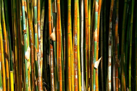 竹子,植物,草,快速生长,木材,树木,背景,全框架 竹子,植物,草,快速生长,木材,树木,背景,全框架