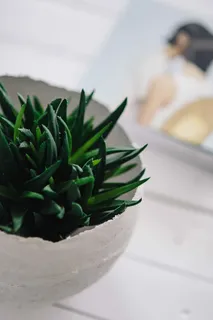 带杂志的绿色植物 带杂志的绿色植物