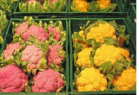 花椰菜,新,新育种,育种,蔬菜,健康,市场,黄色 花椰菜,新,新育种,育种,蔬菜,健康,市场,黄色