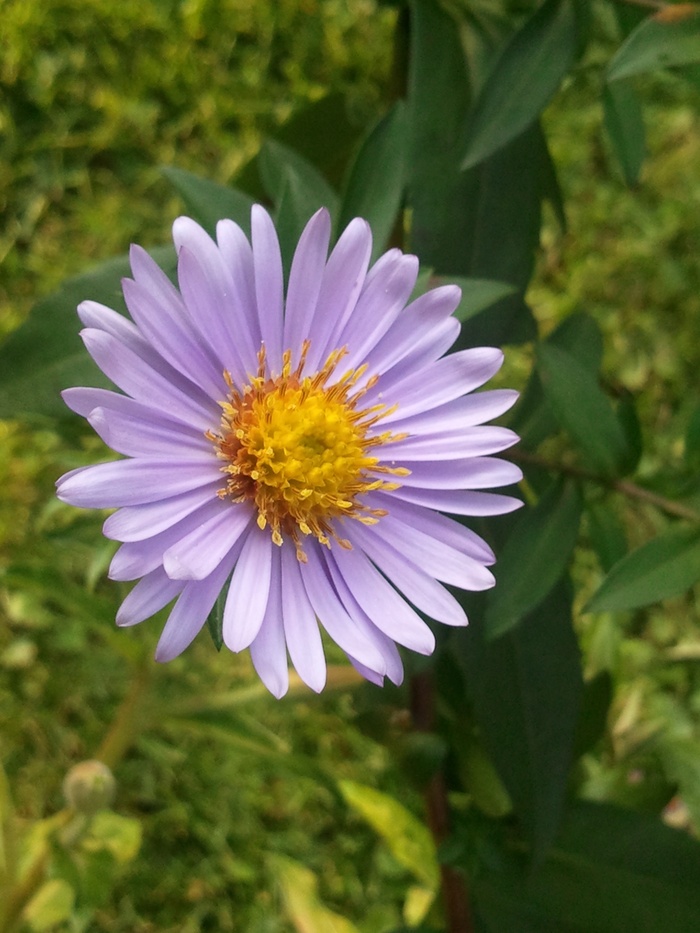 紫苑、野花、黄色、开花、开花、自然、紫色、粉色