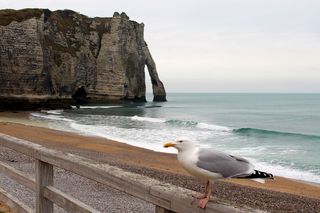 etretat，法国，岩石，白崖，诺曼底，旅游，度假，港口