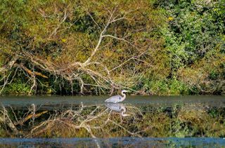 美国，史蒂文斯，中溪野生动物管理区，苍鹭，光，池塘，反射，水