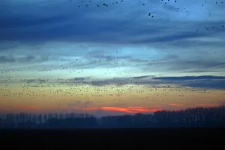 野鹅，傍晚，自然，田野，夜空，鹅，候鸟，景观
