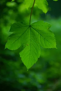 山枫,枫树,叶子,绿色,叶子,肋骨,叶子,绿色,肋骨,枫树 山枫,枫树,叶子,绿色,叶子,肋骨,叶子,绿色,肋骨,枫树