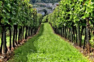 绿色、叶子、树木、周围、草地、葡萄藤、葡萄酒、葡萄园