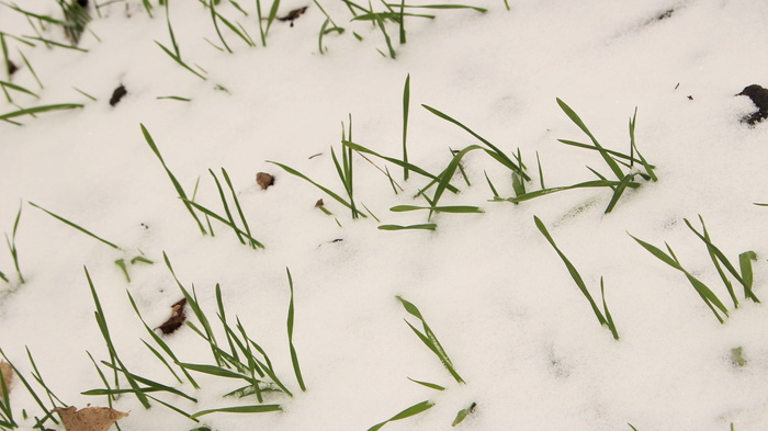 植物，雪，寒冷的温度，自然，没有人，冬天，绿色，迷迭香