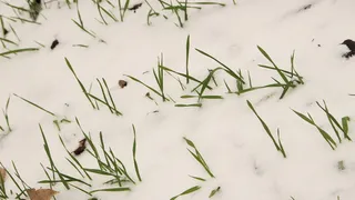 植物，雪，寒冷的温度，自然，没有人，冬天，绿色，迷迭香