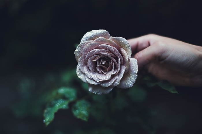 雨点落在玫瑰上的照片