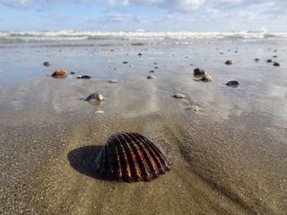 海滩、水、沙、陆地、海洋、贝壳、大自然、动物和野生动物