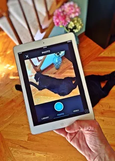 人，手持，白色，ipad，显示，短涂层，黑色，狗