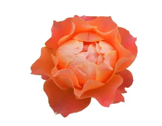 自然，特写，三文鱼，开花，玫瑰，特写三文鱼，开花，玫瑰开花