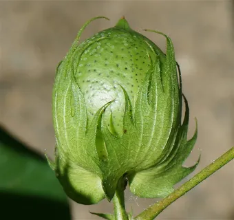 成熟棉铃,棉铃,棉花,种子,植物,绿色,自然,有机 成熟棉铃,棉铃,棉花,种子,植物,绿色,自然,有机