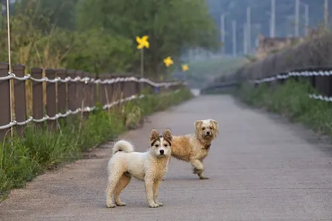 黑白相间的西伯利亚哈士奇小狗