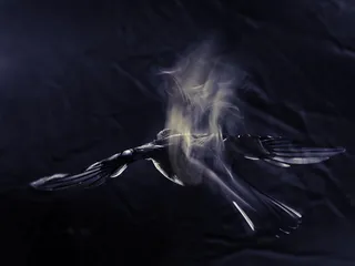 特写, 没有人, 室内, 工作室拍摄, 黑色背景, 自然, 野生动物, 议案