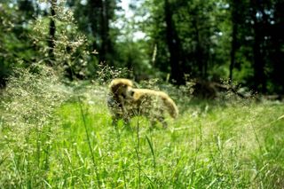 树, 湖, 森林, 自然, 景观, 狗, Goldenretriever, 宏观