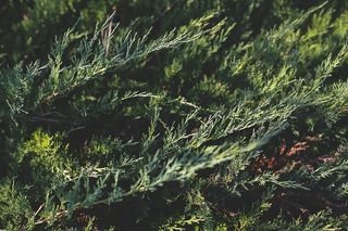 树上的叶子、花朵和水果特写，第2部分