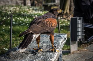 意大利，维齐奥城堡，自然，绿色，鲜花，令人敬畏，令人惊叹，美丽