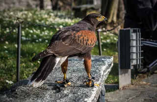 意大利，维齐奥城堡，自然，绿色，鲜花，令人敬畏，令人惊叹，美丽