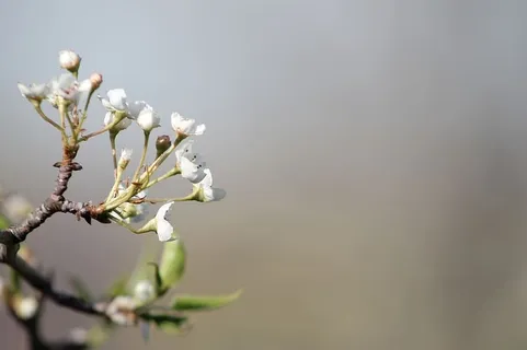 果树,花朵,春天,树枝,树,白色,自然,水果 果树,花朵,春天,树枝,树,白色,自然,水果