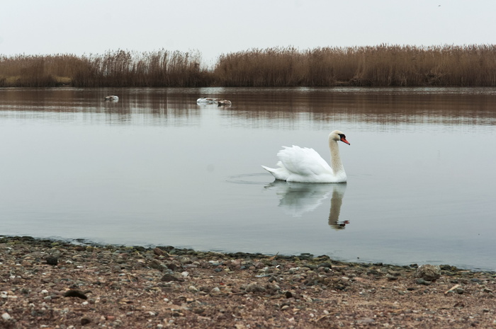 天鹅，游泳，水禽，白色，美丽，美丽，鸟类，野生动物