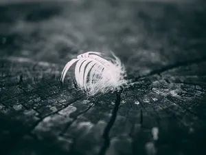 羽毛的灰度摄影