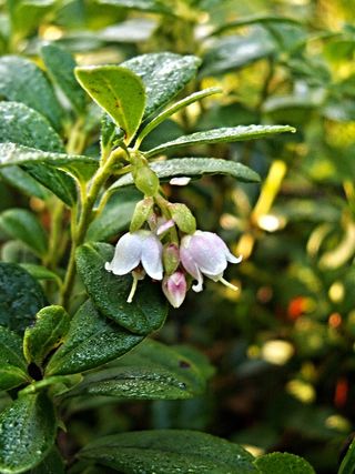 蔓越莓，蔓越莓，花，宏观，浆果，植物，生长，自然之美