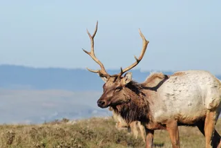 美国, 因弗内斯, tomales point trail, Point reyes 国家海滨, tomales point, tomales 湾, 徒步旅行, 徒步旅行者