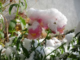 雪，冬天，花，下雪，寒冷，天气，自然，植物