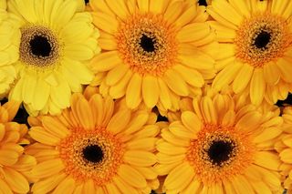 背景，开花，开花，明亮，多彩，植物，花，自然